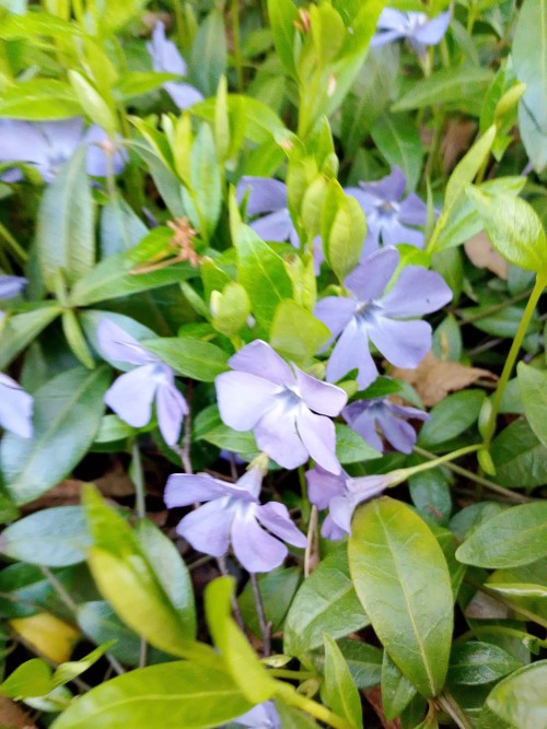  🌿 Цветы Весны🌿