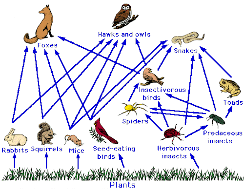 temperate rainforest animals food web