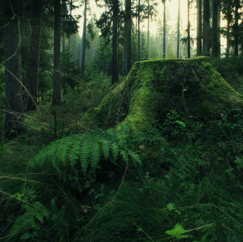 natural-magics:dawn by indojo