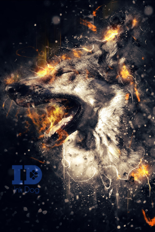 FirestormPhotomanips of my dog, Hrafn. Prints available in my Society6 store.