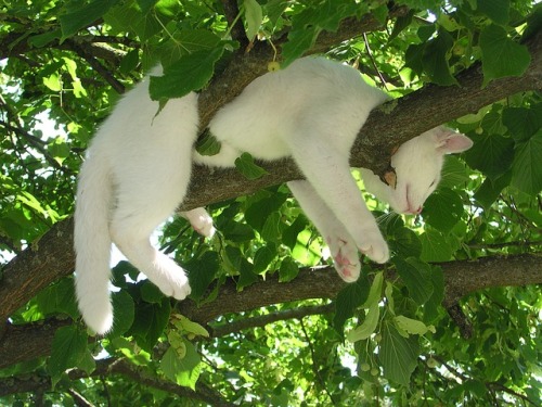 caterville:  Just Hanging Out