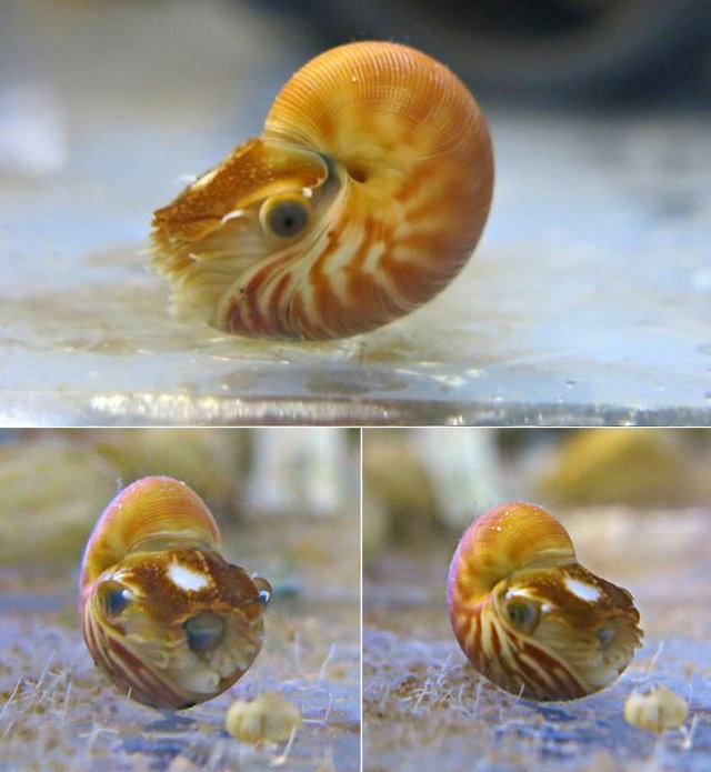 pleatedjeans:  20 Adorable Animal Invertebrates