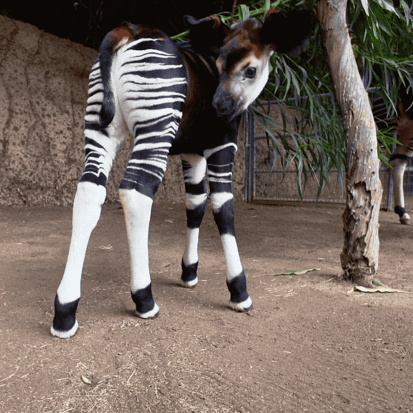 prettybonesandvultureprose:  sdzoo: Happy World Okapi Day! Meet Mosi, the floppy-eared