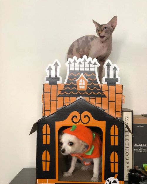 Happy October everyone!!! #pekingese #yorkie #longcoatchihuahua #sphynx @target haunted cat house. (