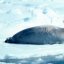 beardedseal