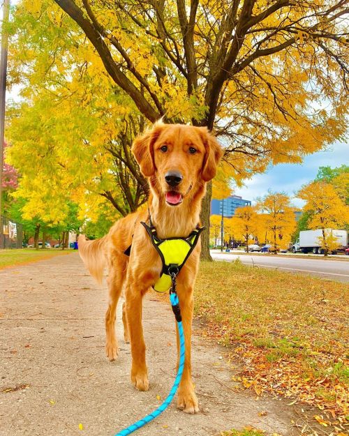 Golden Autumn in #Chicago #goldenretriever #loveforgoldens #dog #dogsofinstagram #puppylove #puppy #