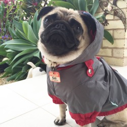 calithepug:  Rain didn’t stop cali from