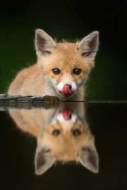 Forfoxesonly:  Forfoxesonly:  This Fox Is Like, “I’m So Going To Eat That Fox.
