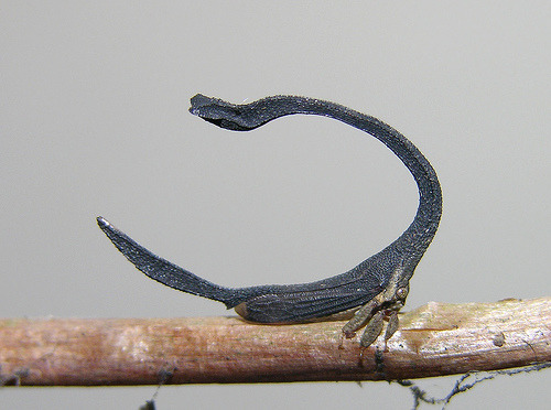 sixpenceee:  Horseshoe-Shaped Treehopper: The helmet of the Sphongophorus ballista has a horseshoe shape and helps the little bug to camouflage itself. Very little research has been done to the life to treehoppers in general.