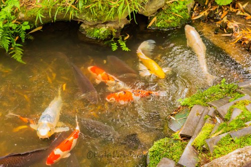 Several Koi swimming in a stream of the Shōkadō Garden, Yawata City-Kyoto Prefecture.Did you know?: 