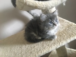 universeofmadness:  How cute is my new kitten? We named her Rosie! Absolutely love her😍