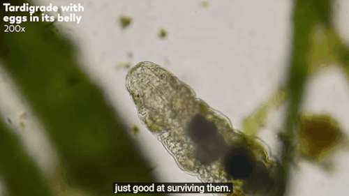 copperbadge:  adelicateculturecell:  Journey to the Microcosmos:   Tardigrades: