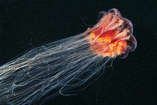 cerceos:  Alexander Semenov  Jellyfish Madness, 2012 Flickr | Website 