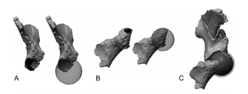 theolduvaigorge:Associated ilium and femur from Koobi Fora, Kenya, and postcranial diversity in earl