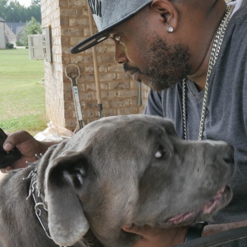 Queens and I ❤ #canecorso #italianmastiff #bigdog www.instagram.com/p/CTholKNLob8/?utm_mediu