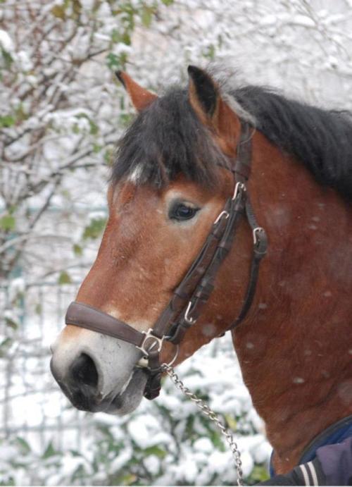 NesquikNewton x HenniRhenish German Coldblood, Stallion15.3hhBorn 2010