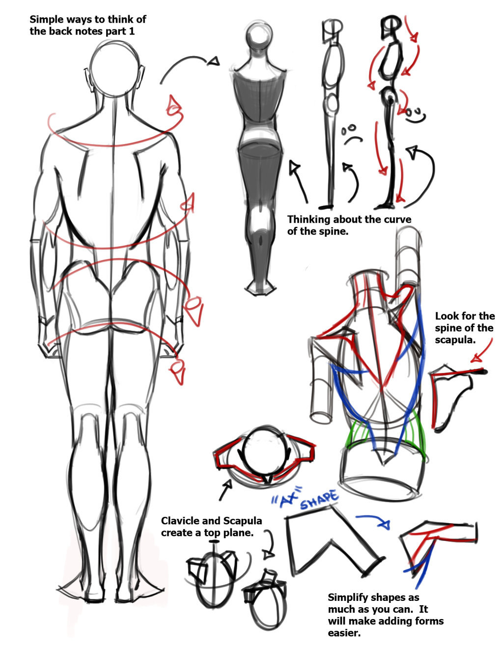 rhimeslex:  jay-h-bomb:  Here’s some awesome figure drawing and anatomy tips, tricks