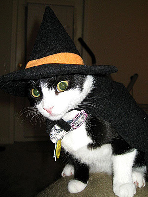 catcosplayuniverse:  Witch Cats! HAPPY HALLOWEEN! 