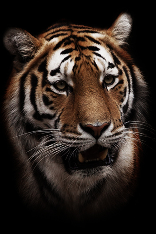 italian-luxury:  Eyes of the Tiger | More Tigers  Credit: Thomas Juel 