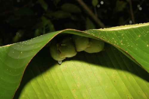  The Honduran white bat (Ectophylla alba), also called the Caribbean white tent-making bat, is a spe