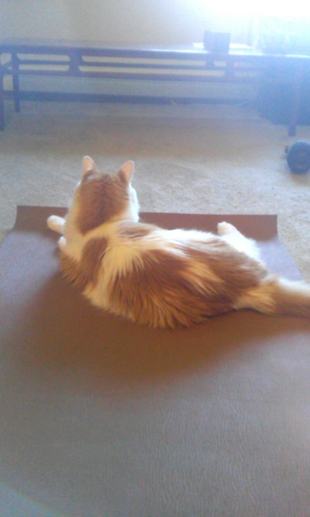 Yoga Cat contemplating life. Namaste.