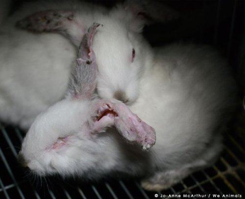 peta2:  These bunnies will be slaughtered for meat. No animal deserves this fate.