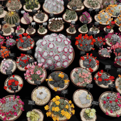 Cacti are displayed at the Chelsea Flower Show in London, Britain on May 24th 2016. Credit: Reuters/Stefan Wermuth