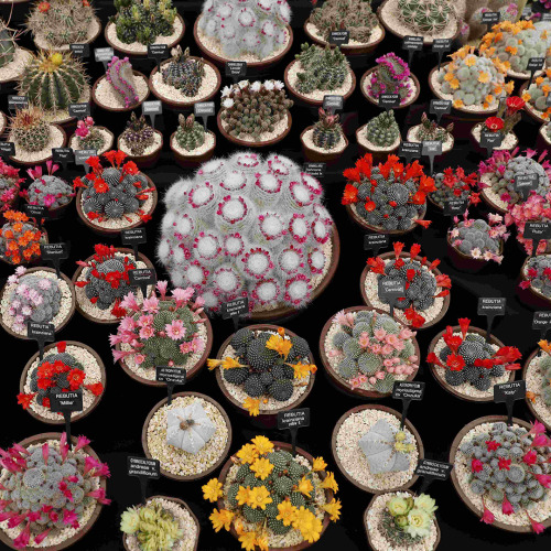 Cacti are displayed at the Chelsea Flower Show in London, Britain on May 24th 2016. Credit: Reuters/