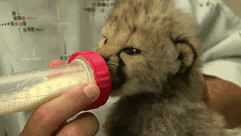 Are you feeling kind of down right now? It’s not your fault that you forgot what baby cheetahs look like. Really. One time I did too.