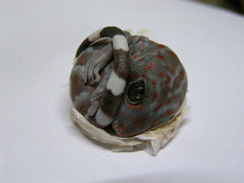 cloud9highh:  Tokay gecko hatchling. Photo by Robert Farrugia.  I WANT IT! I’m gonna name it Charizard.