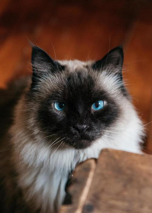 supermodelcats:Pretty Himalayan we cat sat a few years ago