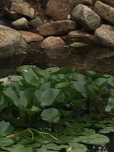leafychild:   made a visit to the pond 