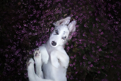 sixpenceee:  Alicja Zmyslowsk is a Polish photographer who takes beautiful and dreamlike portraits of dogs. “Since I was a child I loved animals,” Zmyslowska told Bored Panda. “When I was 4, I got two beautiful cats but my biggest dream was still