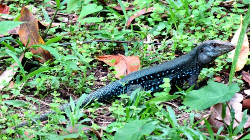 Blue gecko, Dominica, Carribean 2016