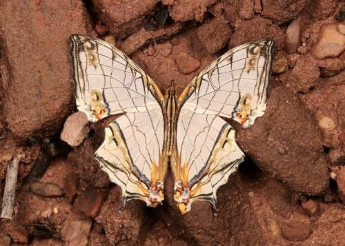 sinobug:Common Map Butterfly (Cyrestis thyodamas, Nymphalidae)by Sinobug (itchydogimages) on Flickr.