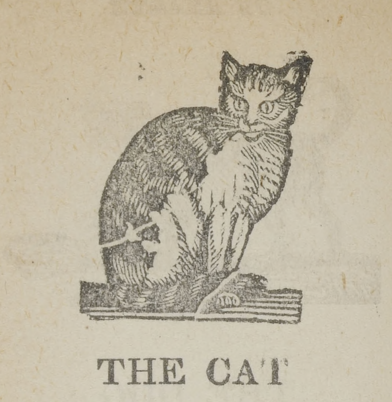 nemfrog - The cat. History of beasts.1860.
