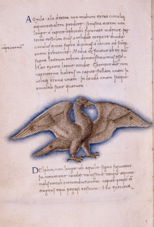 Constellation of Aquila (The Eagle)Miniature on vellum by Giovanni VendraminPadua, 1475–80The New Yo