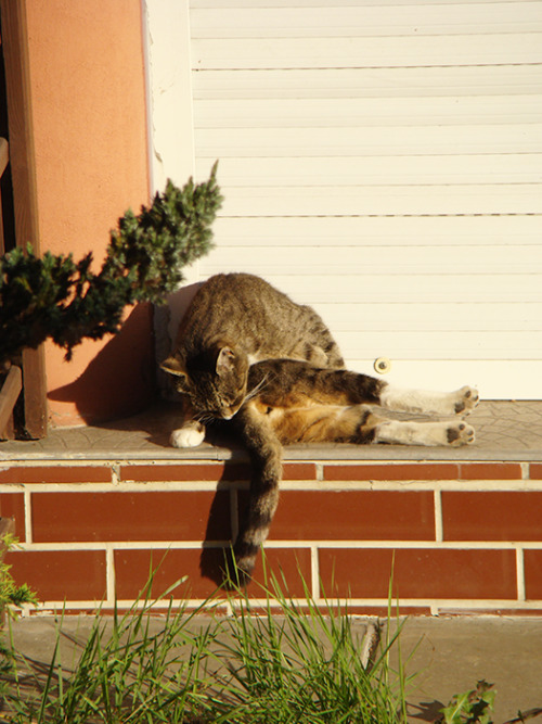 these cute strays colonized our neighbours’ backyard and my cat enjoys watching them