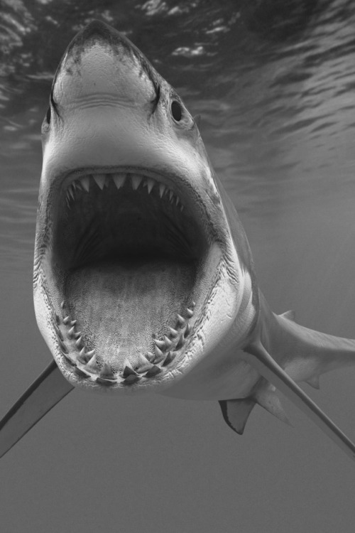 sexy-fucks:dirty-fancyy:Say “aahhhh”Sorry for reblogging this but Sharks are just amazing.