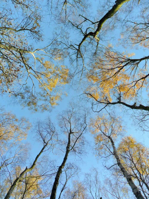 vwcampervan-aldridge:Beech trees and Blue Sky, Sutton park, Sutton Coldfield, EnglandAll Original Ph