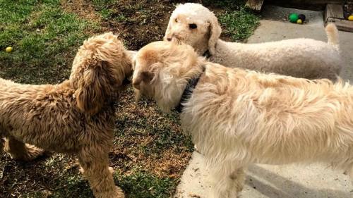 Moses loves kicking it with the golden-doodle gang from next door, Atari and Pixel ❤#labradoodlesofi