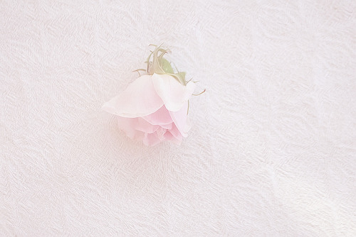 There’s something poetic about roses…they are a poem words cannot describe