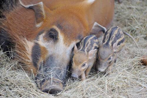 zooborns:African Red River Hog Piglets Are a First for Zoo MiamiZoo Miami is celebrating the birth