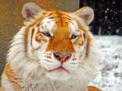 earth-song:  Rare golden tabby tiger  