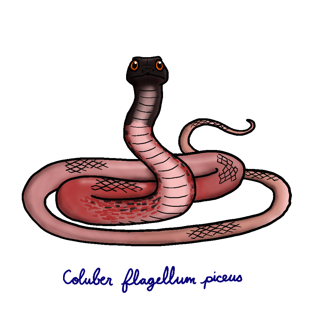 Red Coachwhip Explore Tumblr Posts And Blogs Tumgir Red Coachwhip Explore Tumblr Posts And Blogs Tumgir