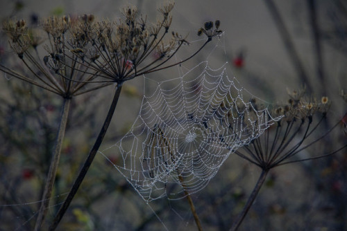 russell-tomlin:Autumn Architecture