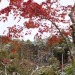 chitaka45:雪の朝　籠の中の世界遺産　❄️金閣寺❄️Kinkakuji temple with snow 