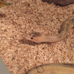 Livelyspaghetti:  He Yawn…
