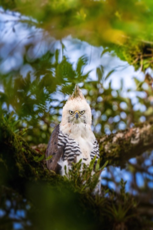 maureen2musings:  Ornate hawk-eaglewind.and.wing