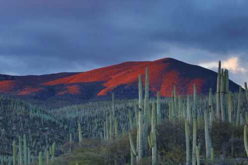 fuckyeahmexico: kahsakayute:Andrés Sanz Zapotitlán salinas Botanical Garden, Mexico